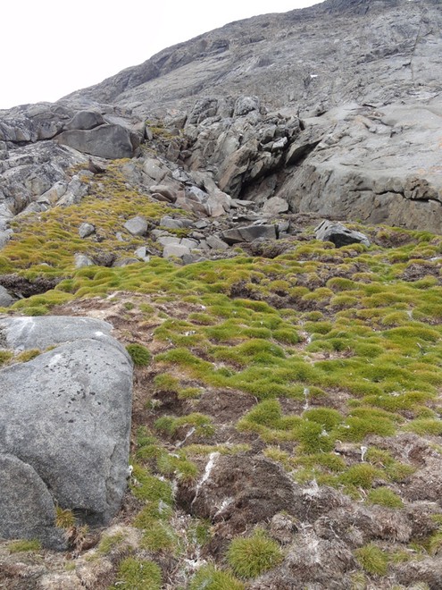 Antarctic Hairgrass (Deschampsia antarctica) © British Antarctic Survey http://www.antarctica.ac.uk
